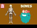 Understanding the Human Skeletal System