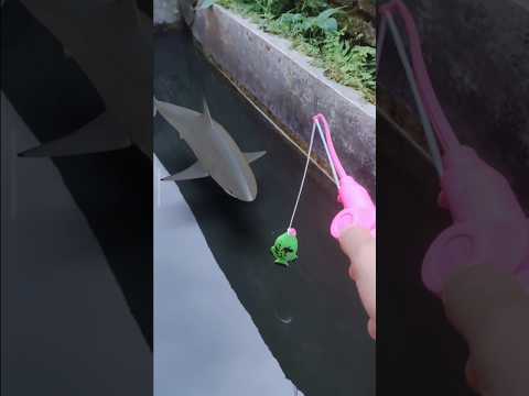 kita mancing ikan hiu guys, pasti seru!!