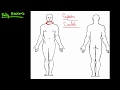Anatomical Directions and Terminology