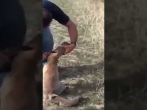 A Fox with a Can Stuck on his face #animal