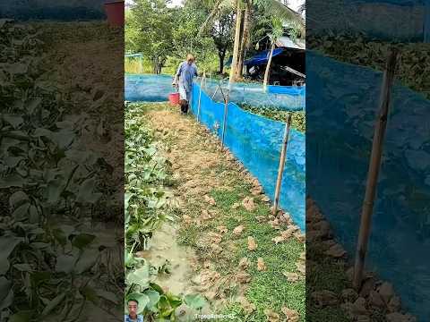 ANH NÔNG DÂN THOÁT NGHÈO NHỜ MÔ HÌNH NUÔI ẾCH THƯƠNG PHẨM