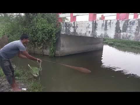 fishing video🎣 fish hunter✅✅net fishing🎣 Reel fishing video🎣 #fishing #hookfishing #মাছধরা