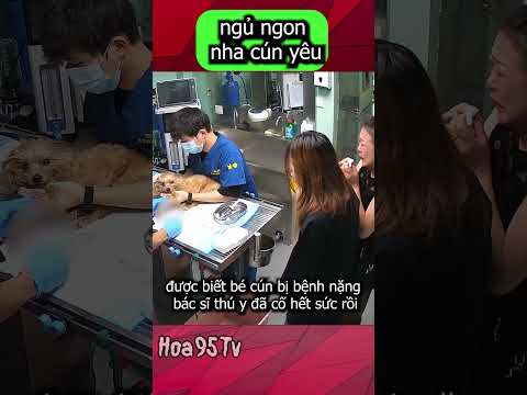 Khoảnh khắc cún con ngắm cô chủ khóc