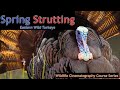 Understanding the Video Tutorial