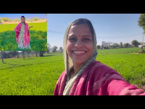 पिछला vlog में वलारी देखी आमे देखाऊ गेहू ra खेत मारा // Marwadi vlog no. 91//Miss marwadi vlogger