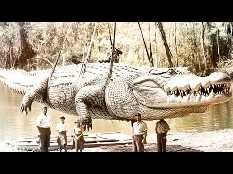 50 Largest Crocodile and Alligators in The World