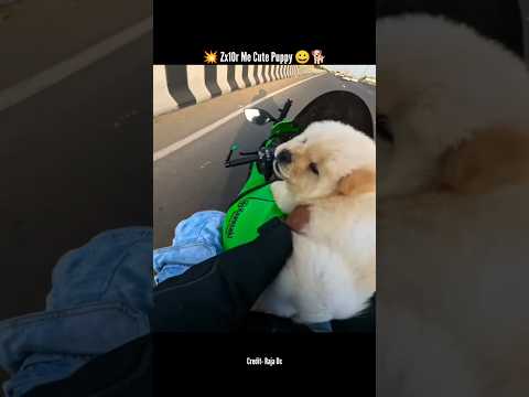 💥 Zx10r Me Cute Puppy 😀🐕 #zx10r #shorts #biker #motovlog #bikelover