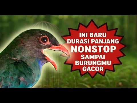 Suara Tengkek Buto Gacor Durasi Panjang Super Jernih