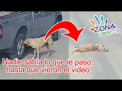 Increíble pero cierto. Esta perrita falleció luego de hacer esto.