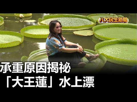 「大王蓮」水上漂 承重原因揭祕 - YouTube