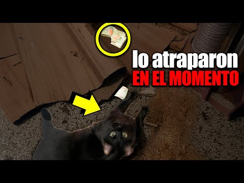 Mujer encontró a su gato haciendo algo que salió hasta en las noticias