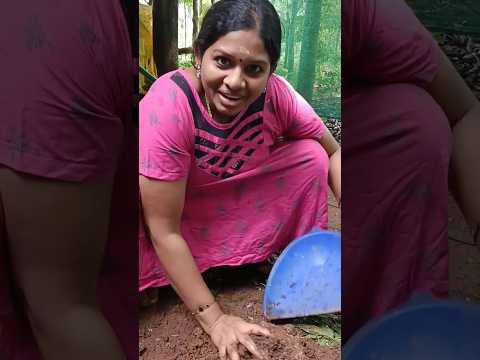 പാമ്പ് വരില്ല ഈ സമയത്ത് എല്ലാവരും ഇങ്ങനെ ചെയ്യണം ട്ടോ..#short#