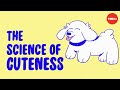 Understanding Cuteness and Cute Aggression