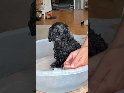 Elimizde bir adet pasaklı var 🐩🧿 #köpek #teacupdogs #funny #komedi ￼