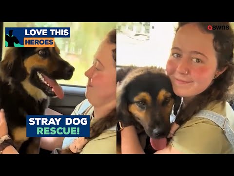 YouTube video thumbnail: Brit Backpacker Raises £18k to Bring Stray dog Home From Peru