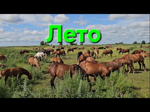 Табунное коневодство| Лошади в июле.| перекличка.