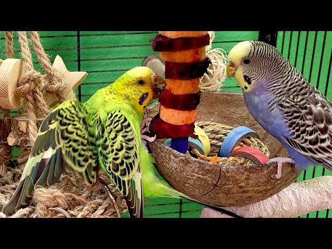 budgie sounds for relaxation