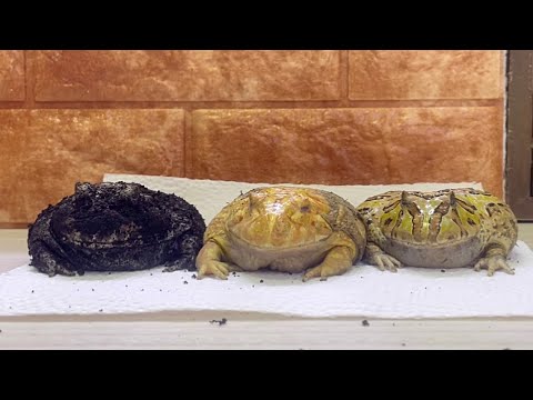 汚れたカエルをまとめて洗います