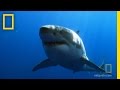 Shark Encounter and Reactions