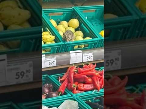 Sinekli şeftaliler, fareli meyveler... Hayvanlarla iç içe bir alışveriş keyfine ne dersiniz?