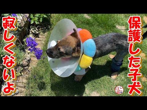 【保護犬　子犬】仲間がいないけれど寂しくないよ＋おまけコーナー