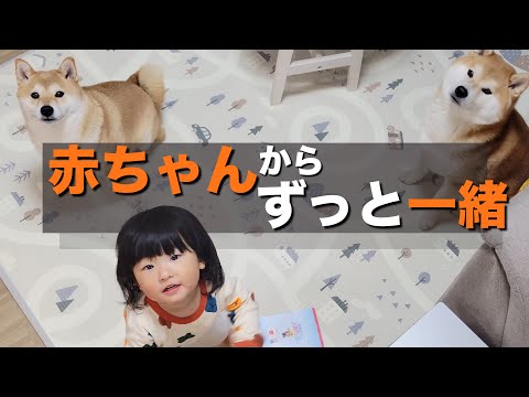 言葉を知らない１歳児が、柴犬と遊べない時に大きい声で落胆を伝える