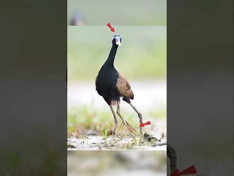 Nature’s Strangest Dad