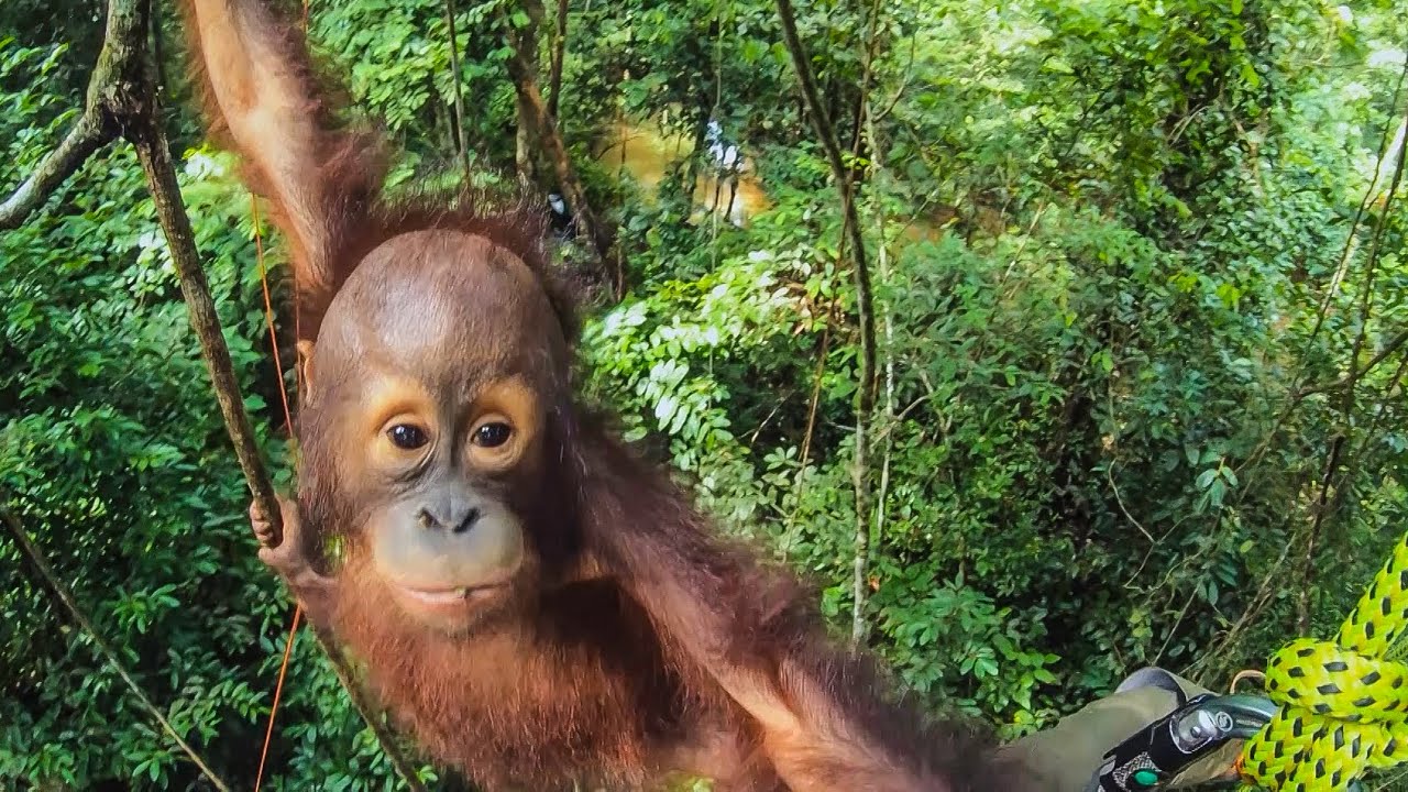 CUTE Orphan Orangutans Learn How To Climb Primates BBC Earth