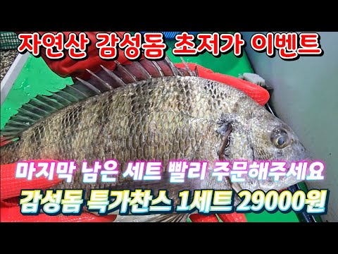 자연산 감성돔 초저가 이벤트. 마지막 남은 세트 빨리 주문해주세요.