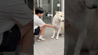 ツンツンしてるけどお姉ちゃんがいない時は…｜PECO