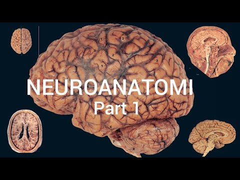 CLASS NEUROLOGY | NEUROANATOMY PART 1