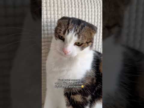 MAMA VERİLMEYİNCE TRİP ATAN KEDİ Mİ OLUR 😆😆melismelisetbas7979