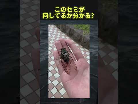 セミの下部に注目してみて#twitter #shorts