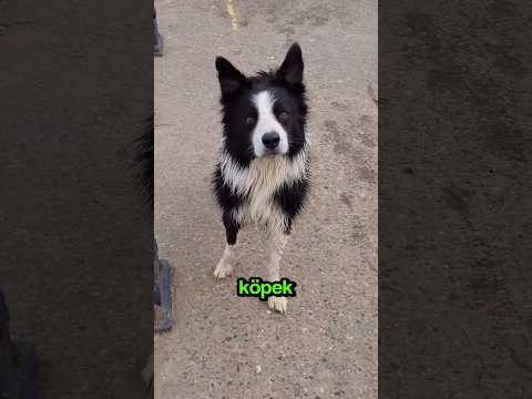 Sahibinin Köpeğini ÇOK Kızdırdığı An.. 🤣🐶🤯