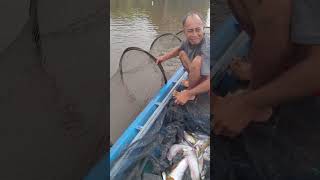 Liat bubu Apolo yang super panjang, Banyak sekali dapat ikan sungainya.