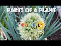 Plant Structure and Functions