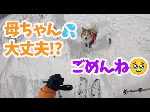 【愛犬との絆】転けるたびに戻って来ては待ってくれるタナが愛しすぎました🥹