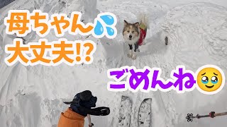 【愛犬との絆】転けるたびに戻って来ては待ってくれるタナが愛しすぎました🥹