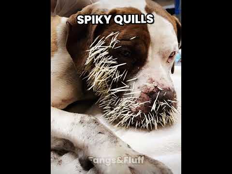 Animals That Look Cute But Can Kill You Part 14