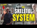 Exploring the Human Skeleton and Its Functions
