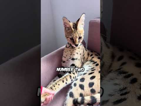 Biggest Cat Breeds 🐱 📏 #pets #cat #adorable #cute