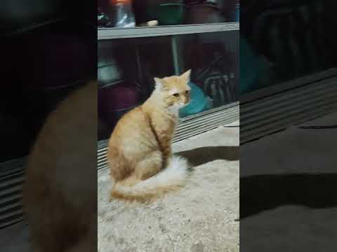 kucing oren ras vs domestik kelahi