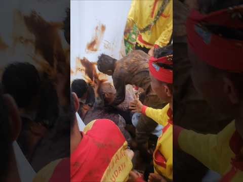 Ketika sepasang kekasih kena kuda lumping #shorts #kudalumping