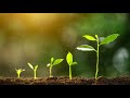Plant Life Cycles and Pollination