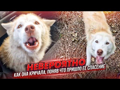 На трассу выкинули Хасику, она сперва испугавшись убежала, но потом... Я такие эмоции вижу впервые.