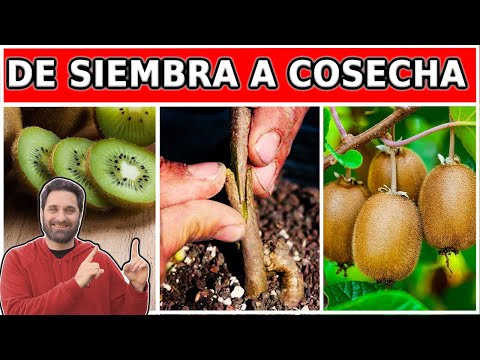 Cómo PLANTAR KIWI en casa - Siembra Injerto Cuidados