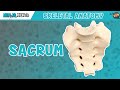 Anatomy of the Sacrum