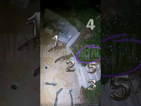 Raccoon Intense Moment With 5 coyotes