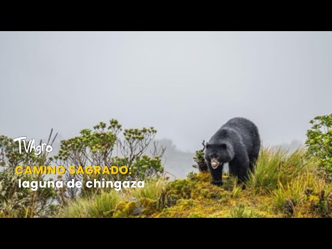 YouTube video thumbnail:  Sacred Path: Chingaza Lagoon