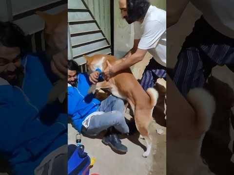 Saving Street Dogs: A Journey of Love, Care, and Healing 🐾❤️ #StreetDogRescue